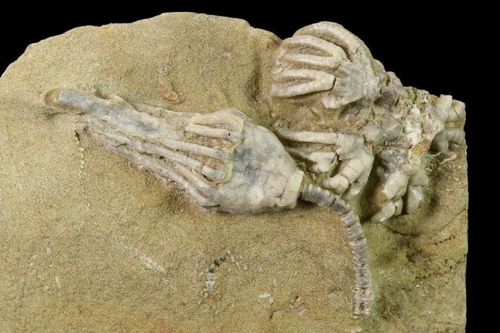 Two Fossil Crinoids (Actinocrinites & Macrocrinus) - Indiana #135628